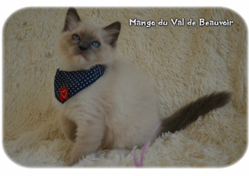 mâle blue point-mitted - Chatterie Ragdolls du Val de Beauvoir